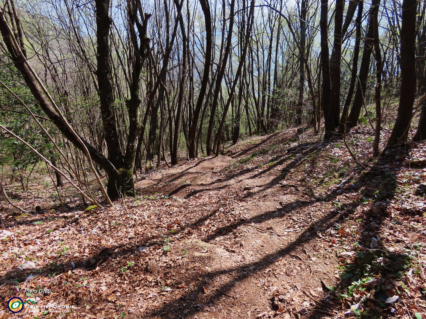 65 Bella la discesa su comodo sentiero tra maestosi carpini neri.JPG